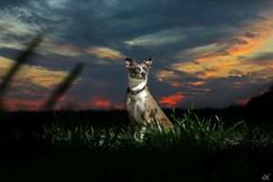 dog sitting in field with dramatic sunset in the background