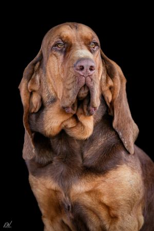 black background portrait of a bloodhound