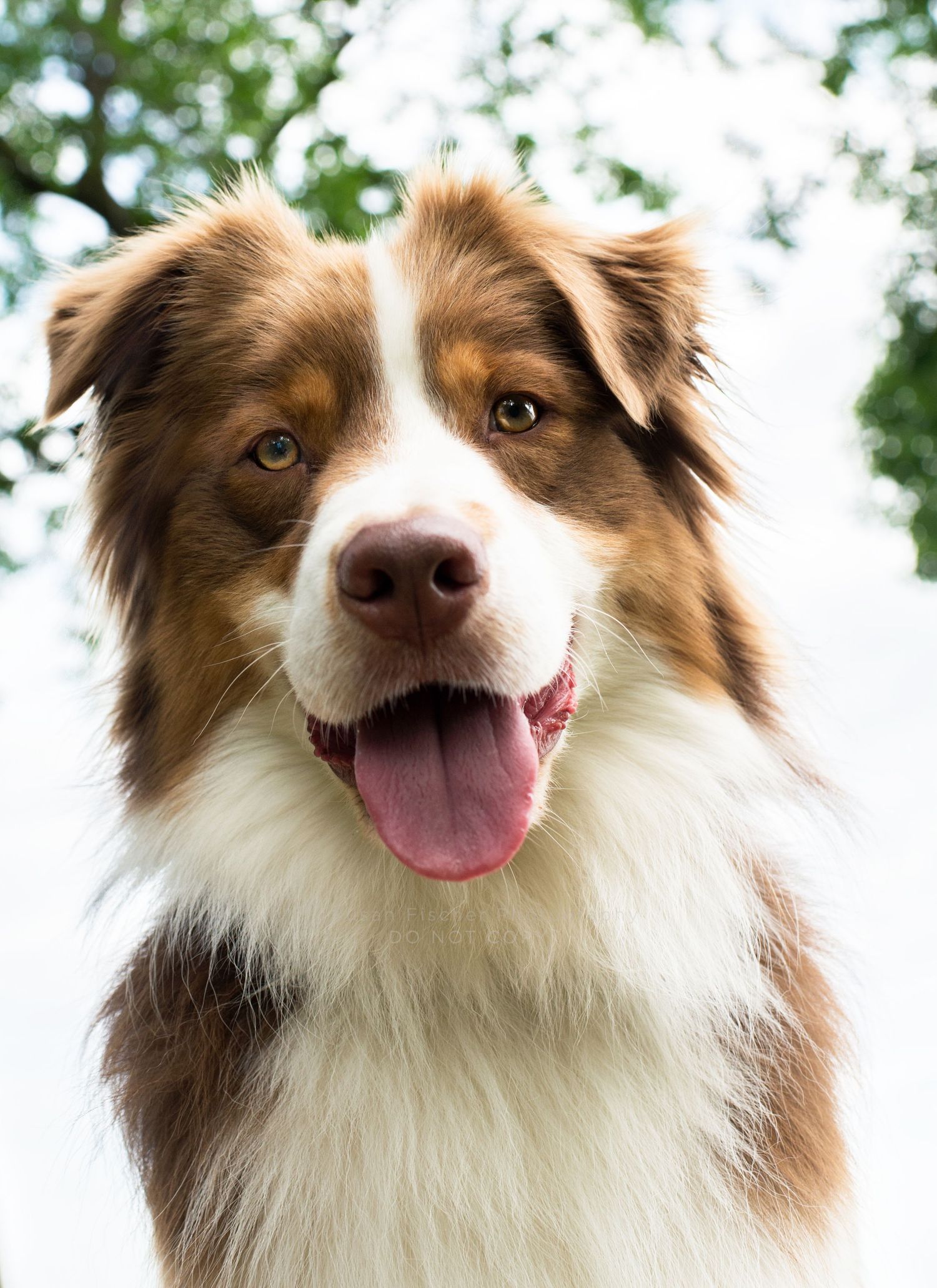 A smiling portrait of a red and white Australian Shepherd