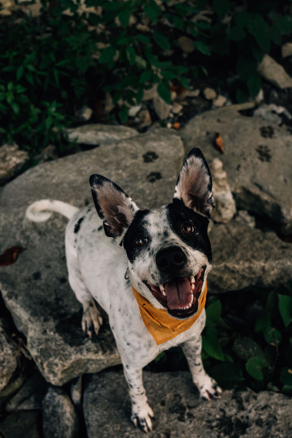 Family pet photographer in Cincinnati Oh Dog photos Dayton Ohio Adventurous Couples photography near me