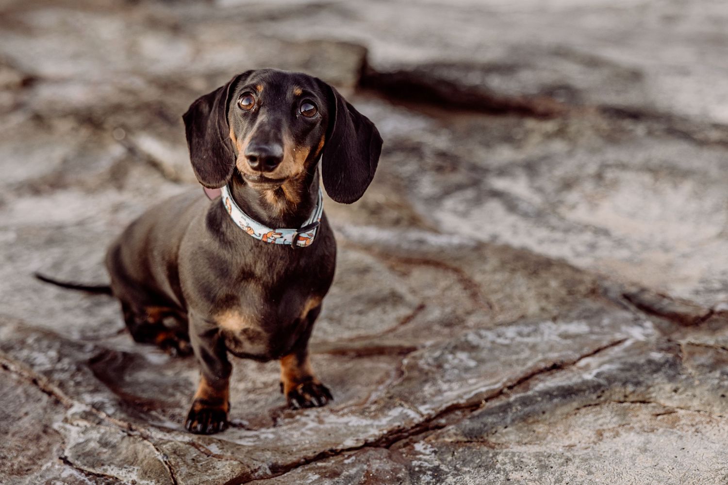 Close-up portrait of a dachshund dog with brown coat and collar looking at camera.