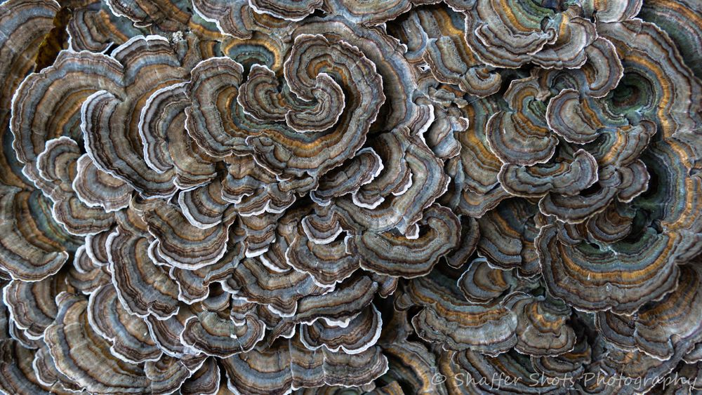Turkey Tail Fungus