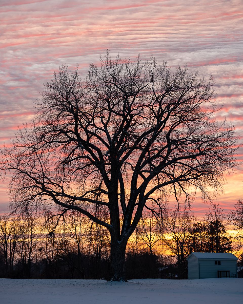 Leafless tree silhouetted against vibrant pink and orange sunset clouds in winter landscape.