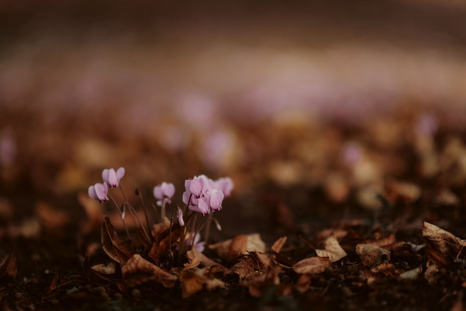 Delicate pink cyclamen flowers blooming among fallen brown leaves.