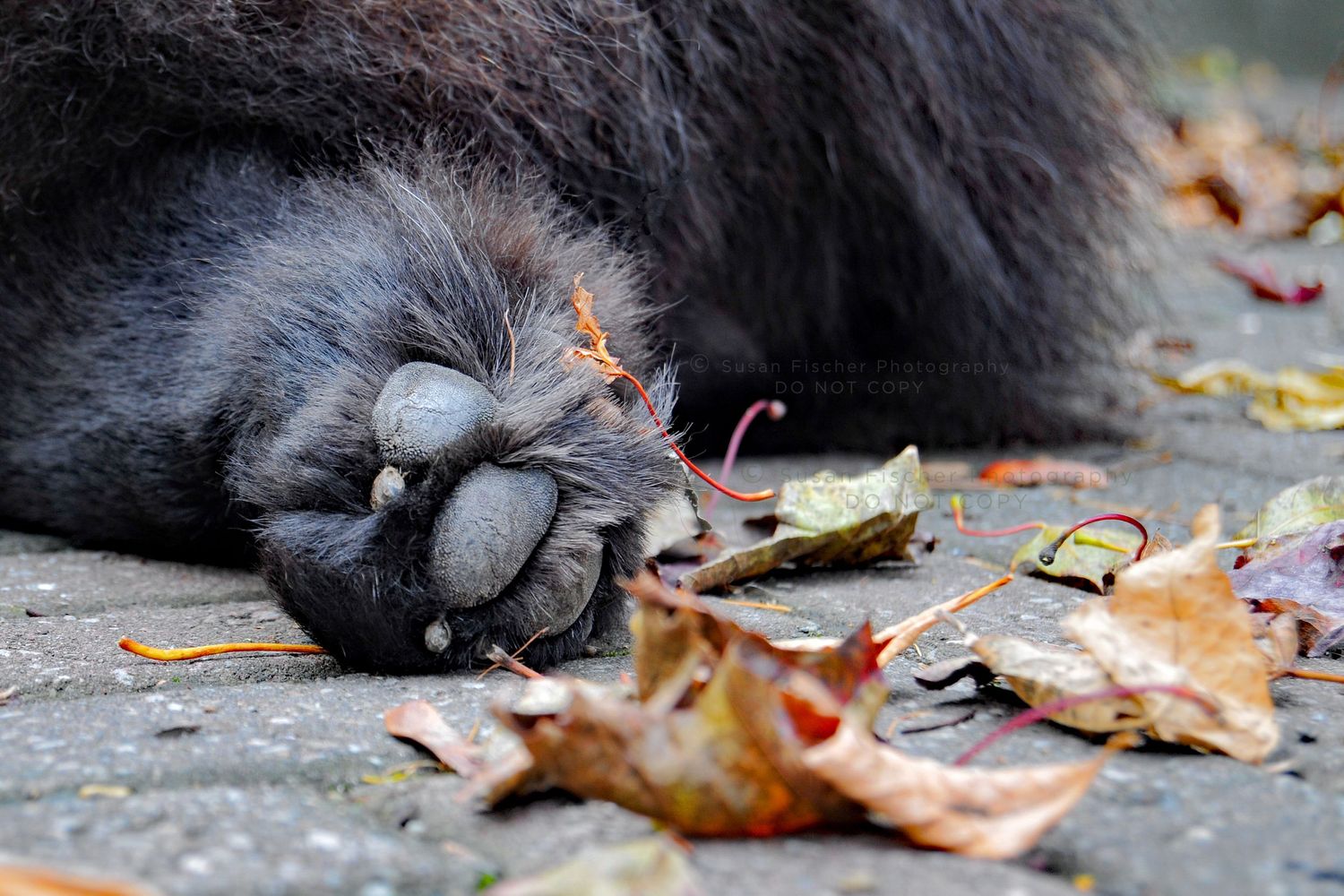 dog paw, leaves
