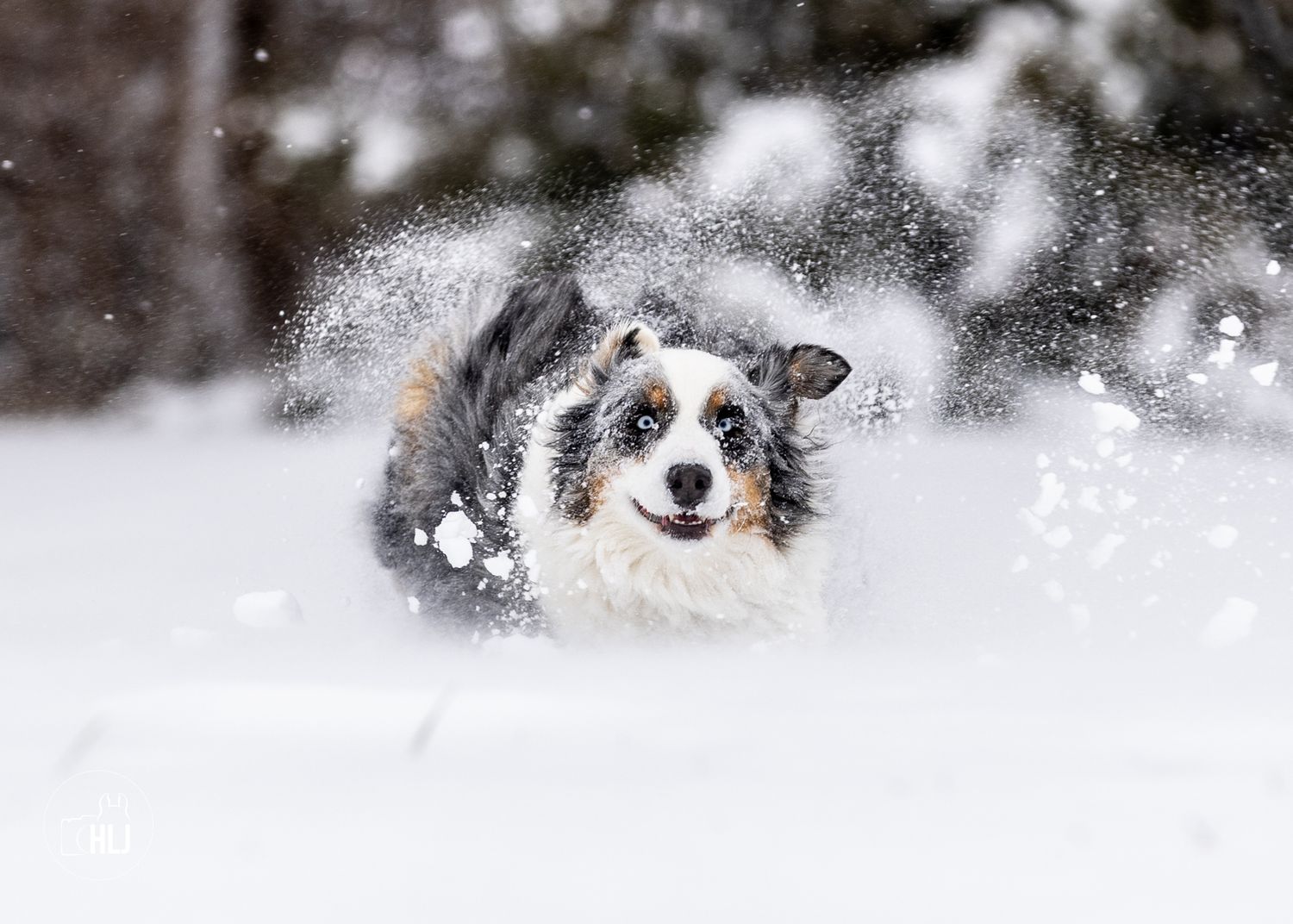 A blue merle australian shepherd dog photographed playing in the snow by Haley Johnson in Kansas City, Missouri.