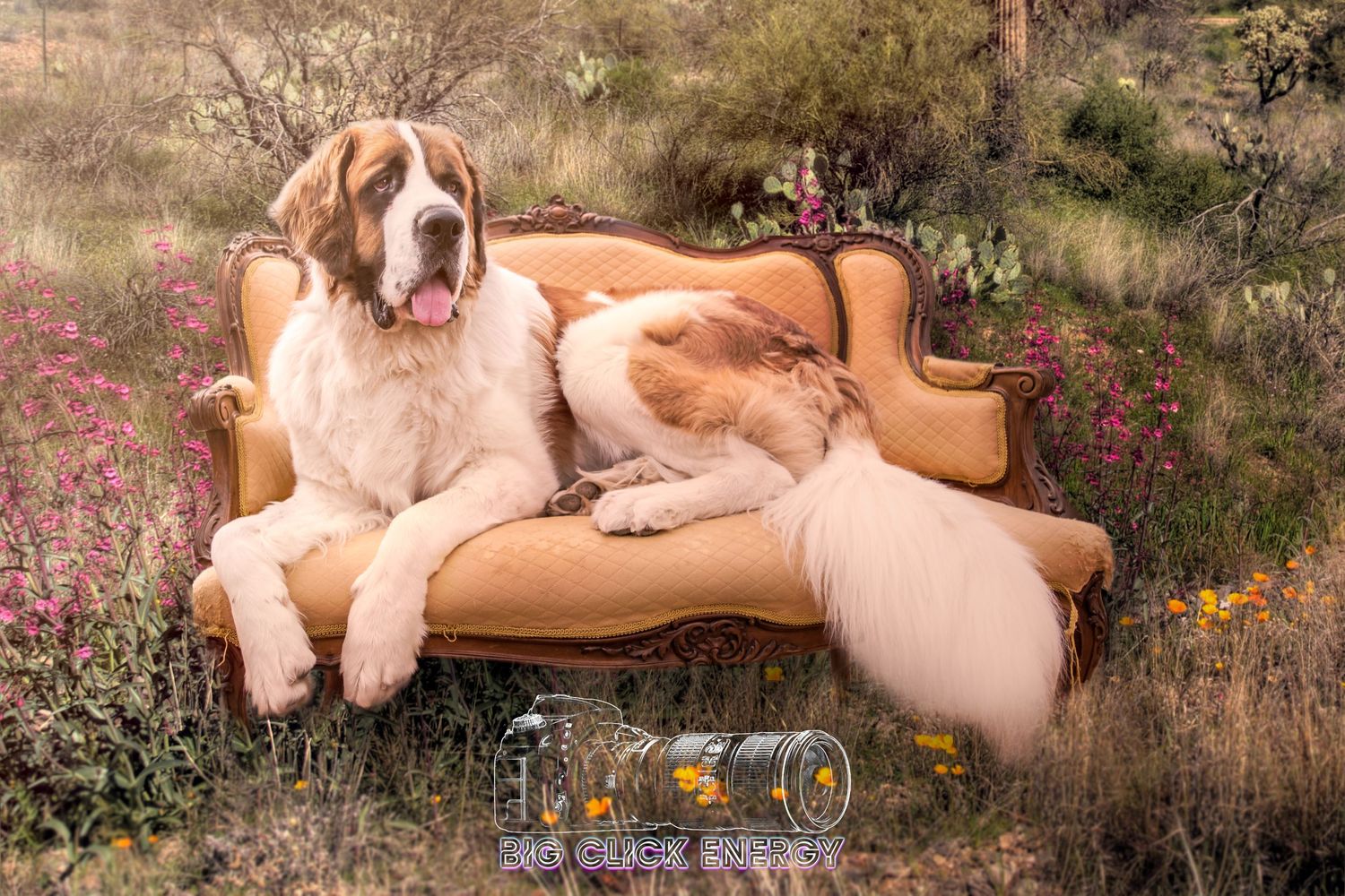 St. Bernard dog relaxes on a vintage sofa in the desert, edited with Photoshop for a unique, surreal effect.