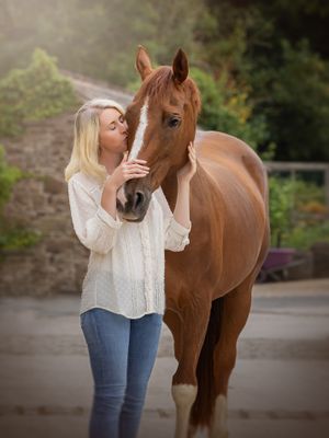 cob horse stockport photography equine