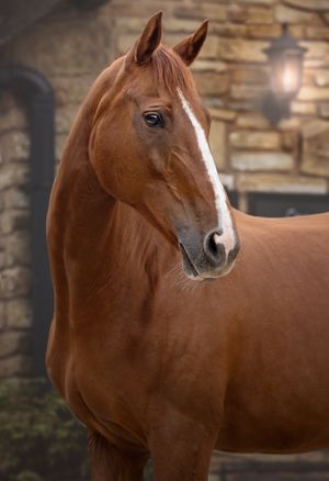 horse stockport photography equine