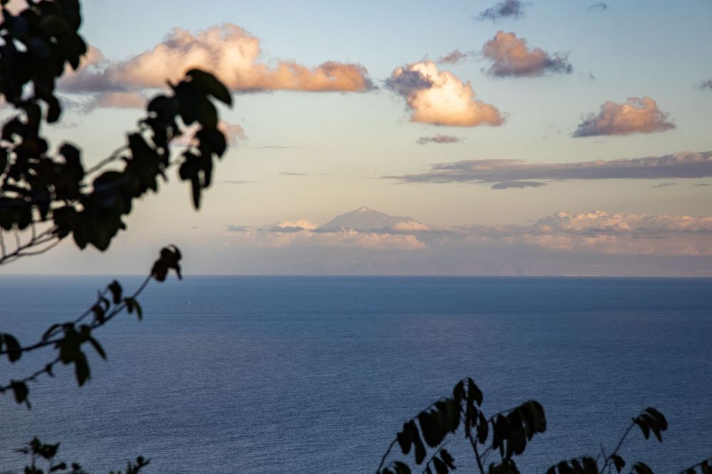 Serene ocean view at dusk with soft clouds on the horizon framed by silhouetted tropical leaves.