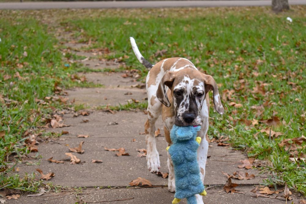 A merle Great Dane puppy carries a blue toy while walking on a leaf-covered path.