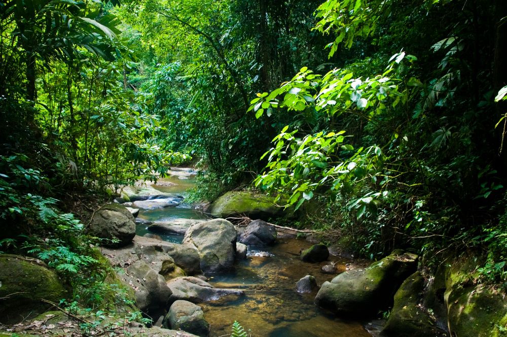 Tranquil stream flows over rocks through a verdant forest landscape.