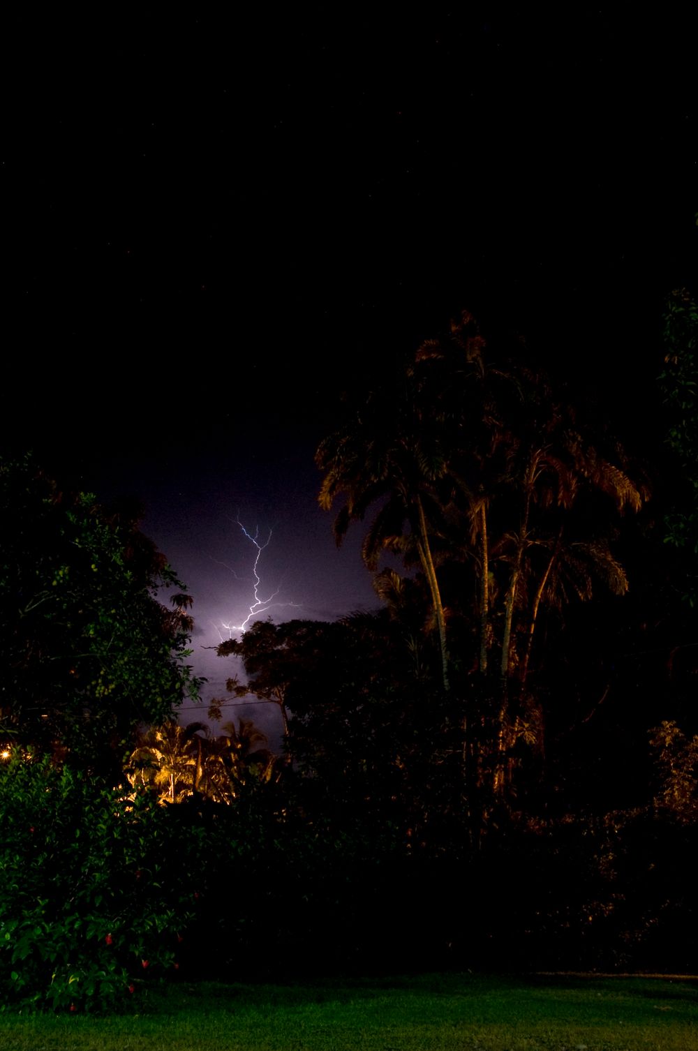 Lightning bolt illuminates the night sky behind silhouetted palm trees.