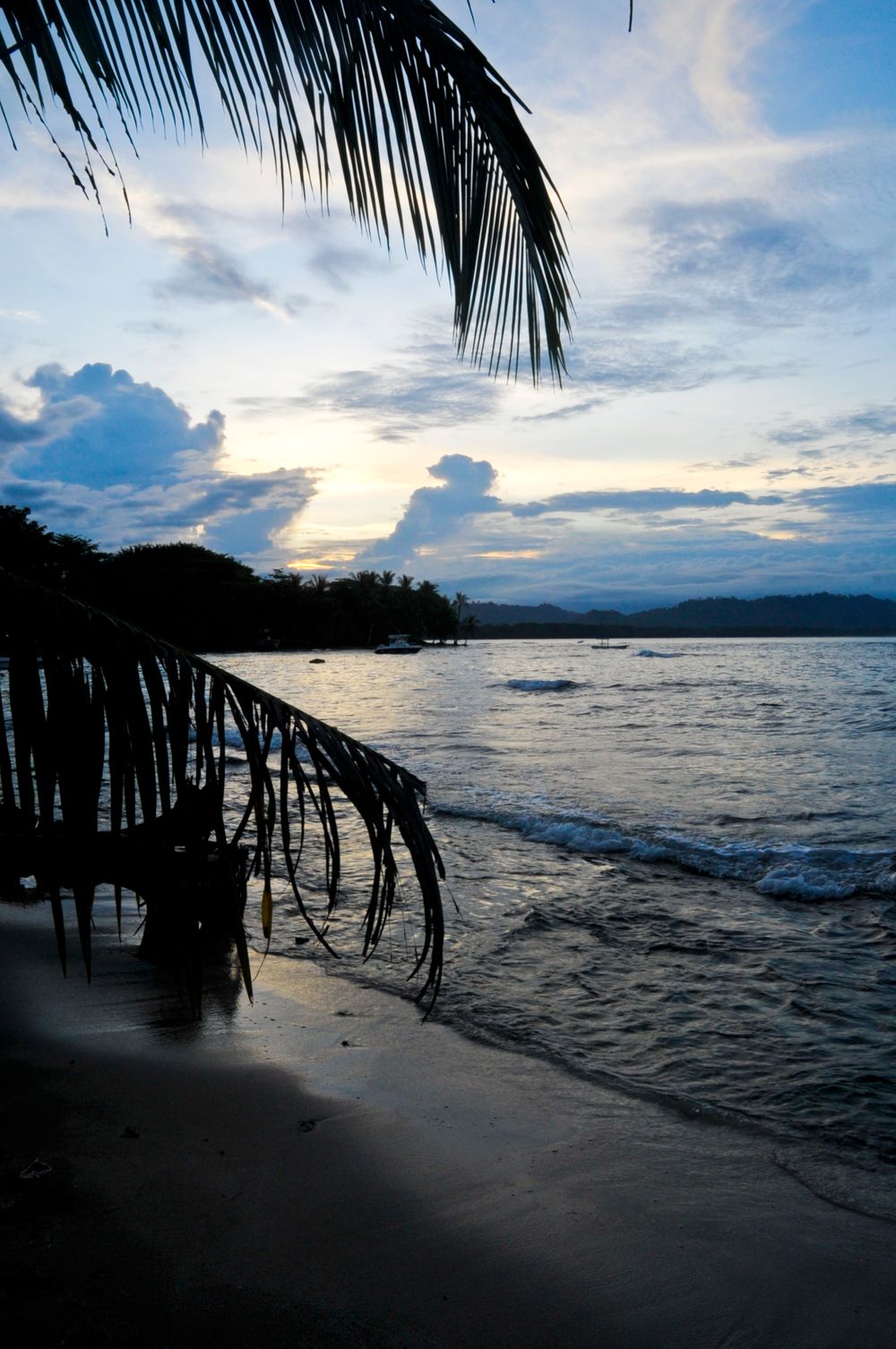 Tropical beach sunset with palm fronds silhouetted against cloudy sky and ocean waves.