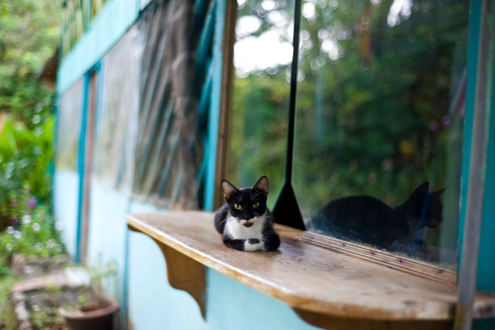 Rustic wooden window frames with a cat silhouette visible through the glass.