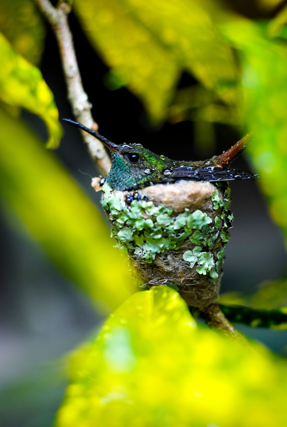 Close-up of lichen and moss growing on a tree branch with blurred green foliage in background.