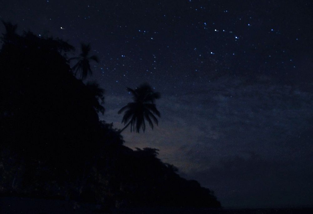 Night sky landscape with visible stars and palm tree silhouettes against dark background.