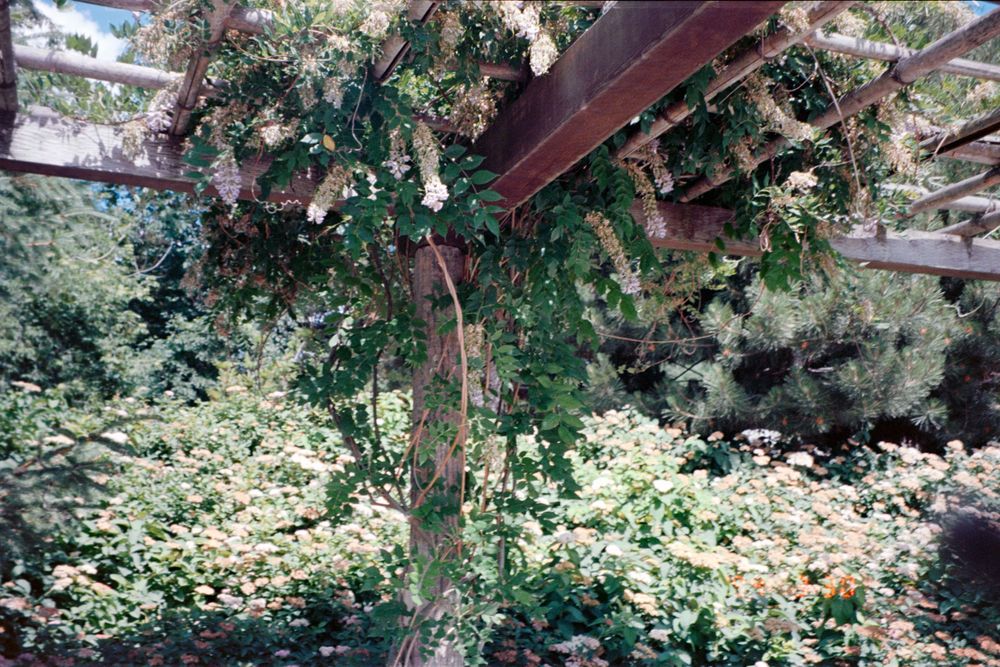 Lush garden pergola covered in climbing vines and greenery.