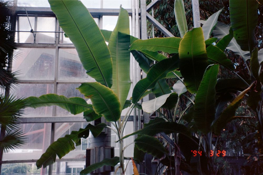 Large tropical banana leaves frame a greenhouse or conservatory window.