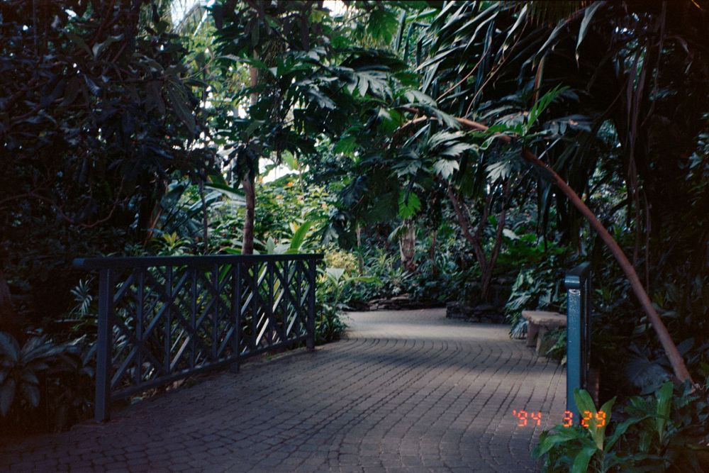 A wooden walkway winds through a lush indoor conservatory filled with tropical plants.