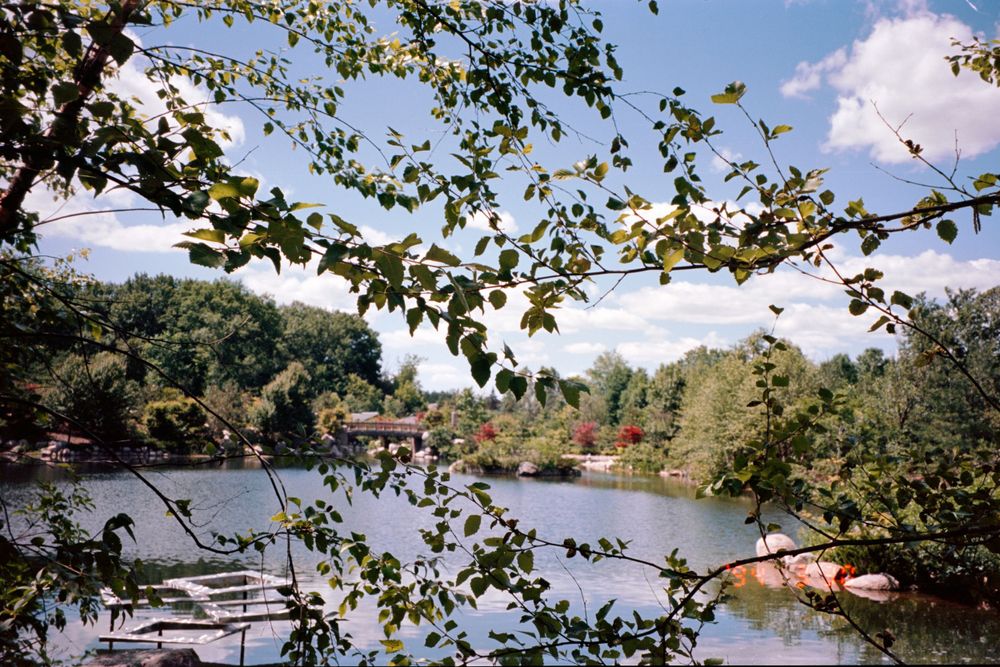 Lake view through tree branches with boats docked along the shoreline.