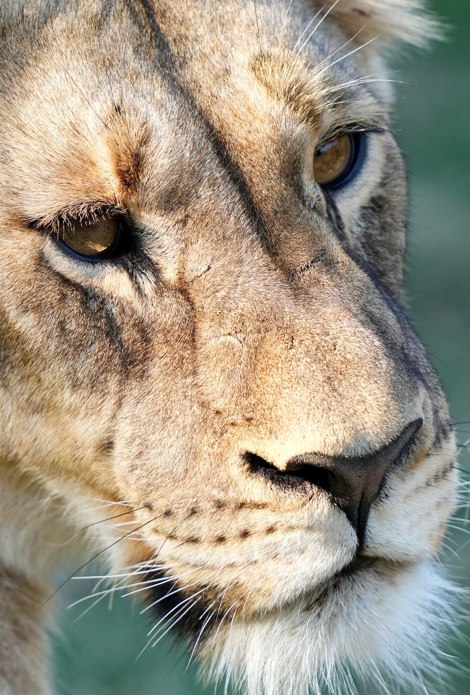 Close-up sequence of a lion's face showing detailed features from different angles in natural lighting.