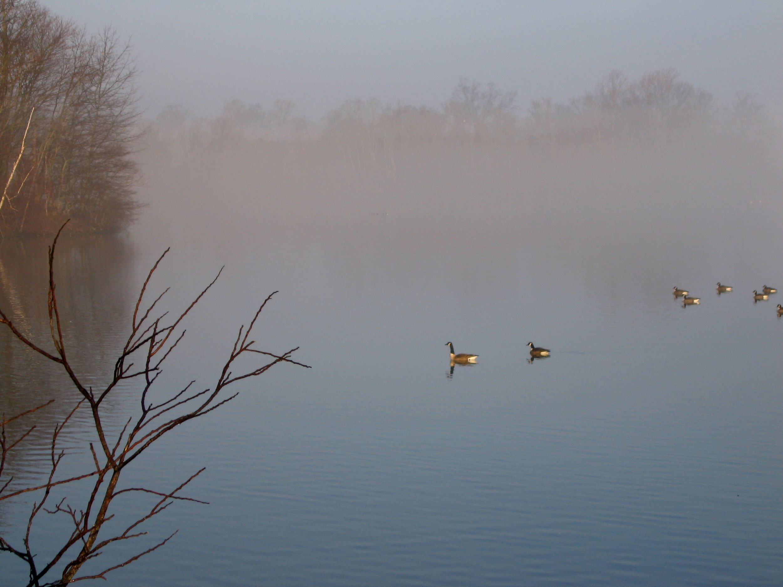 Ducks in Lincroft