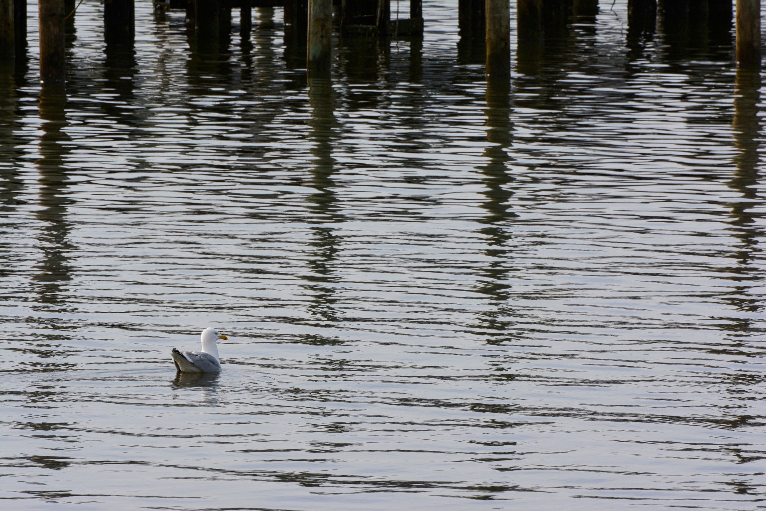 Seagull in Marina