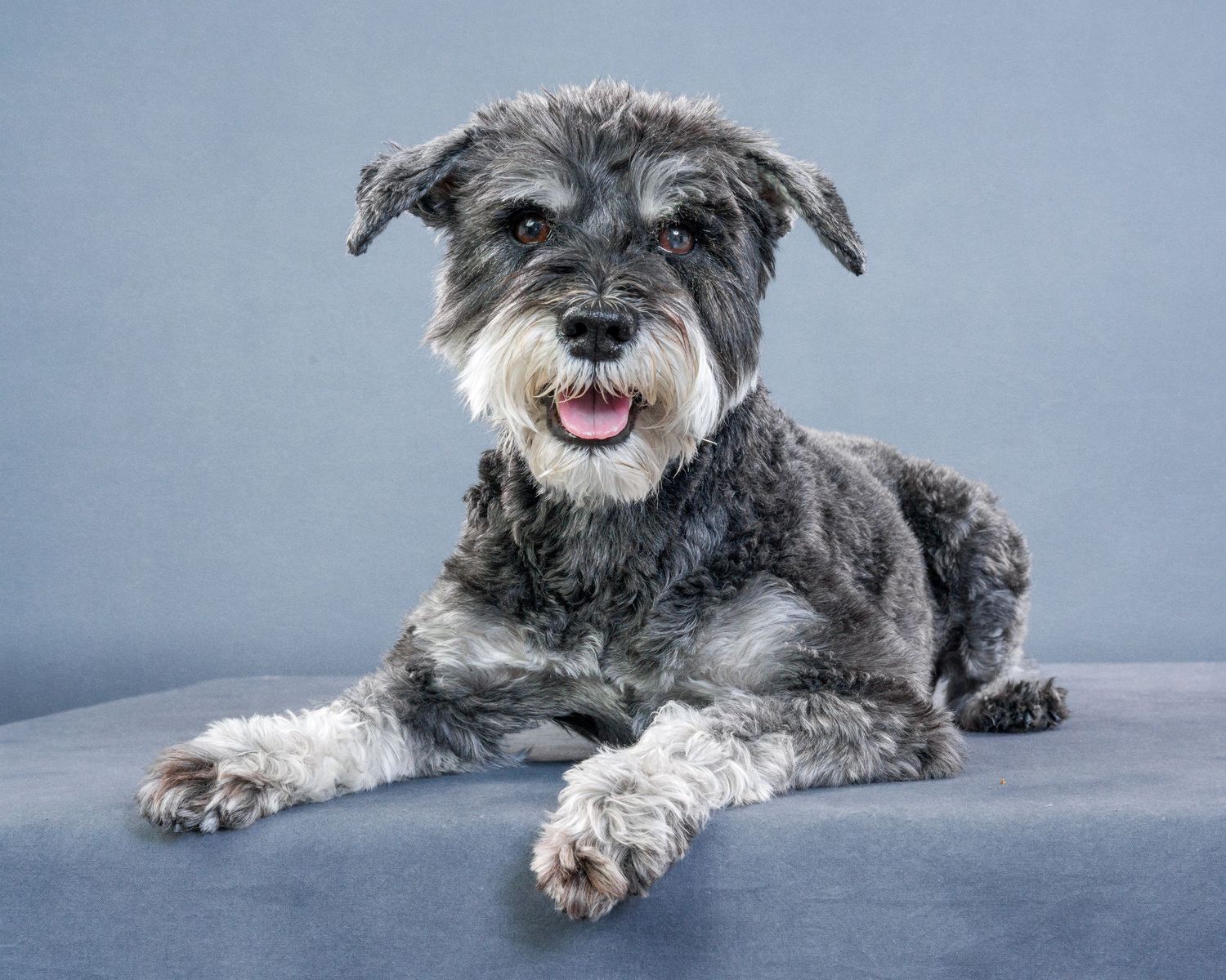 Toronto pet photoshoot