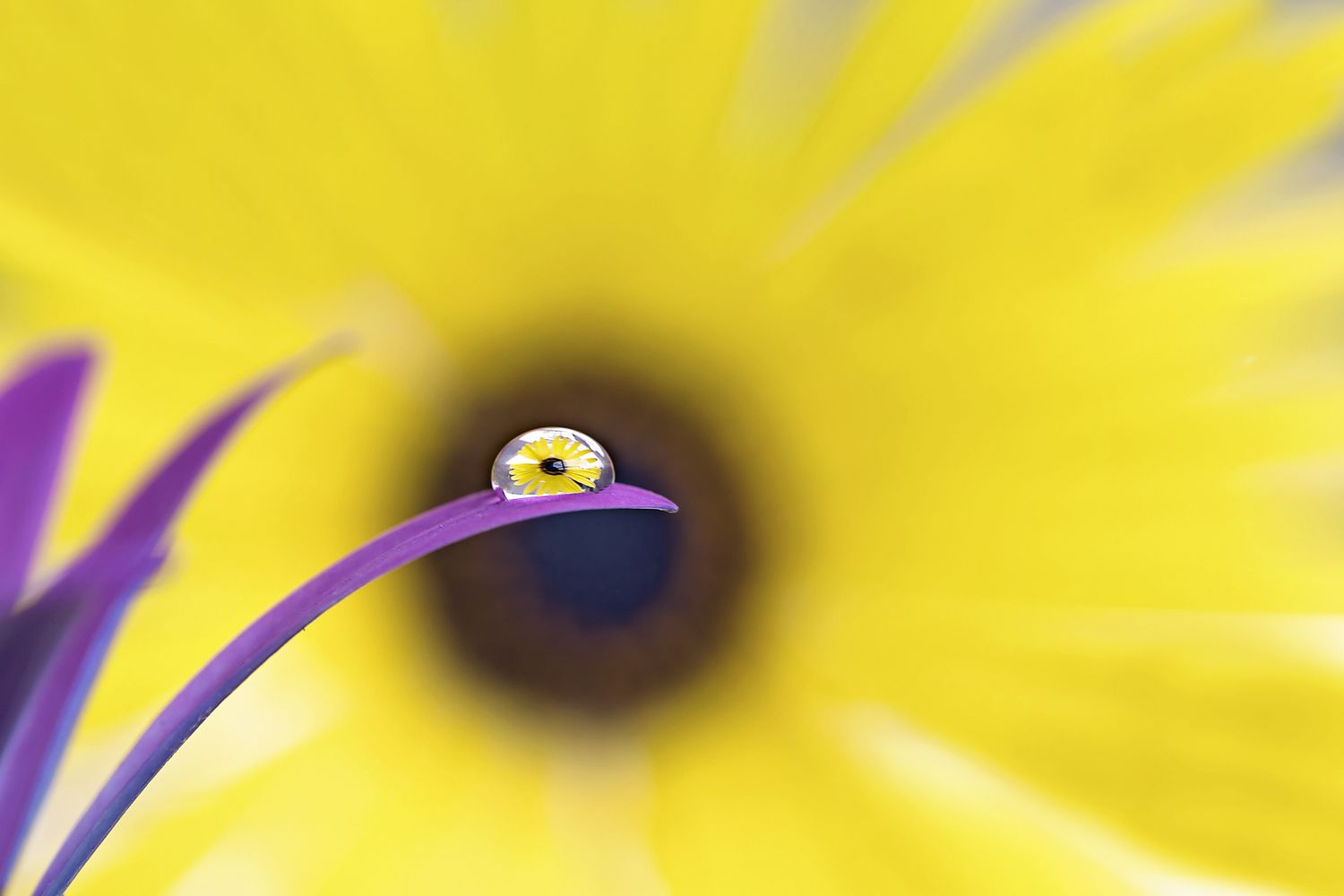 macro photo
