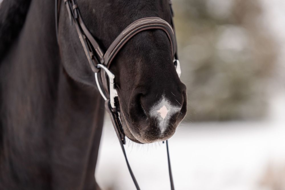 Large star shaped snip on the nose of a black horse.