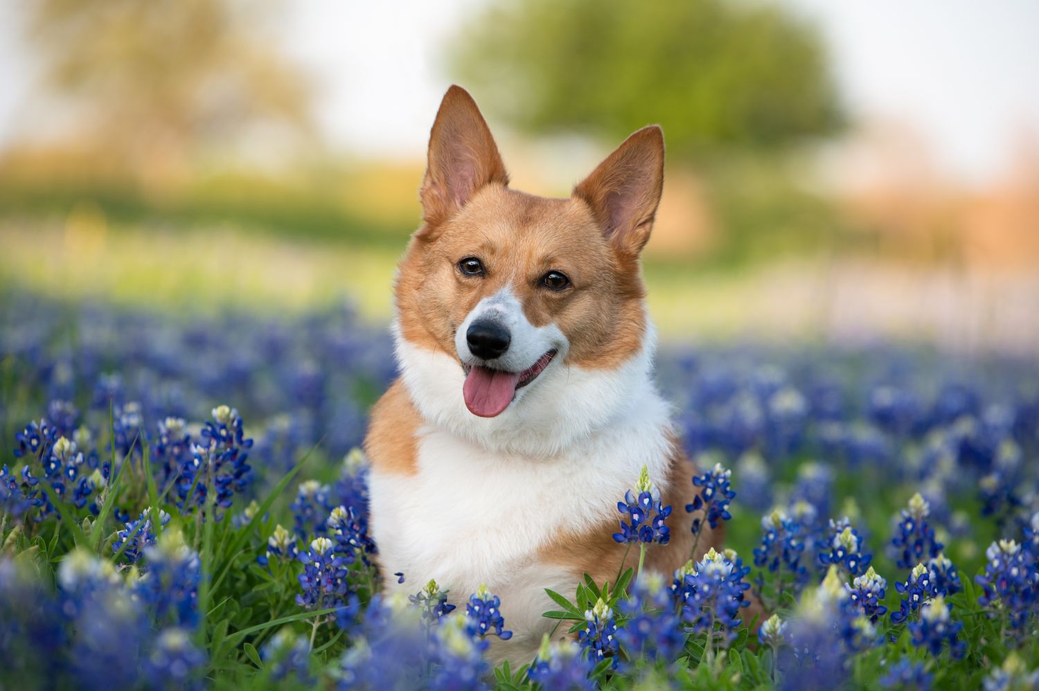 Happy Pembroke Welsh Corgi dog sitting in a field of blooming bluebonnets with a joyful expression.
