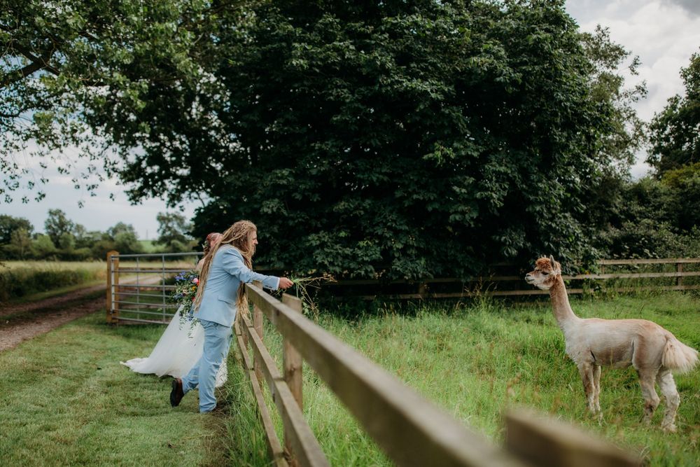 Child in blue dress reaching over wooden fence to pet an alpaca in a green field.