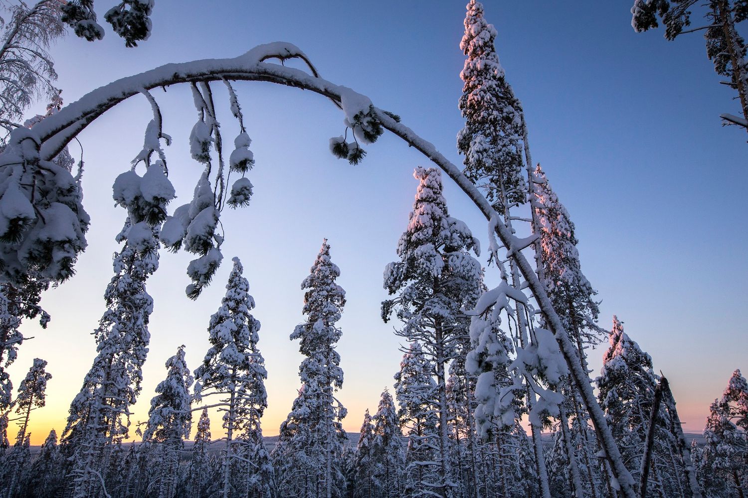 Snow-laden pine trees and a curved branch against a pastel winter sunset sky.