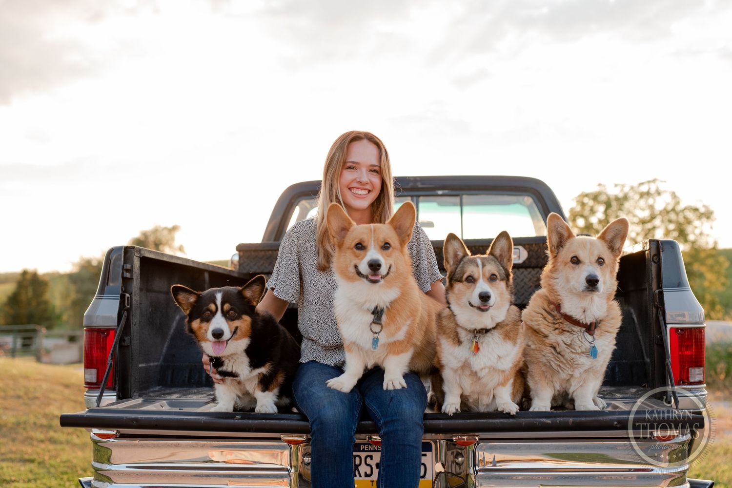 Four happy corgi dogs sitting in pickup truck bed with their owner.
