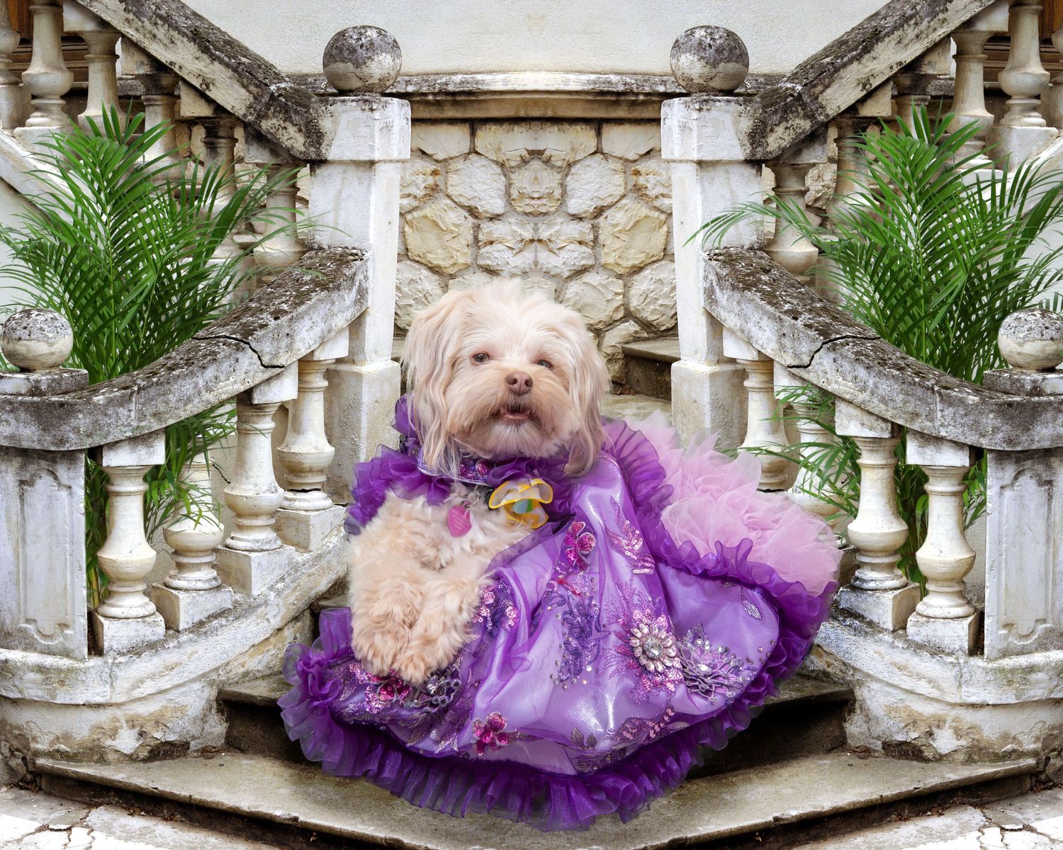 Pet Photographer Panama City Beach, 30a Florida