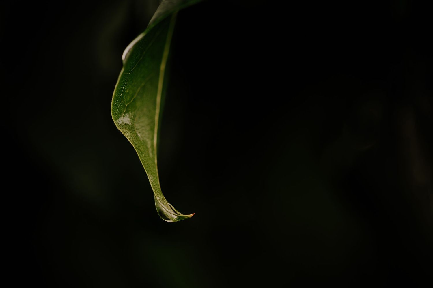 À propos photographe Julie De Leemans - Lanaudière