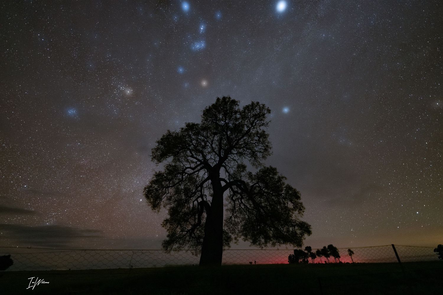 Milky Way and Queensland Bottle Tree