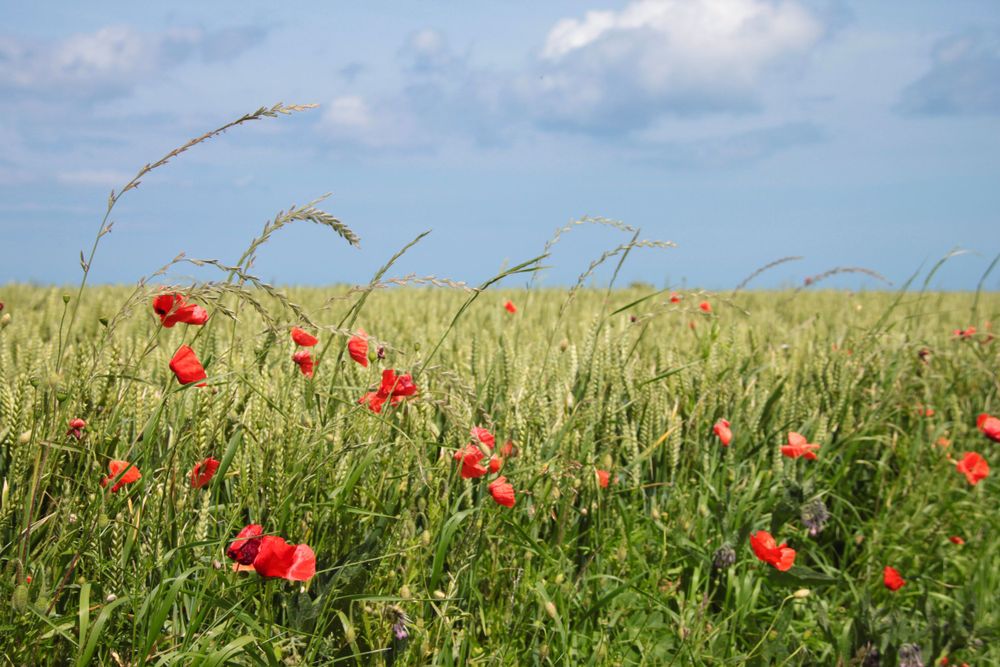Red poppies blooming in a wheat field against blue summer sky.