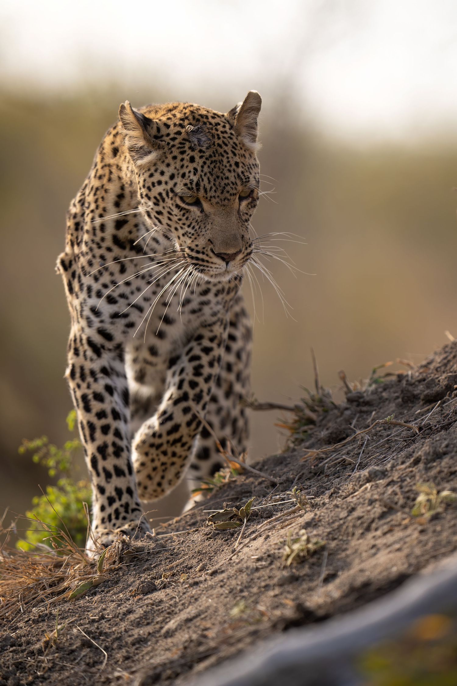 Majestic leopard walking along rocky terrain displaying its distinctive spotted coat pattern.