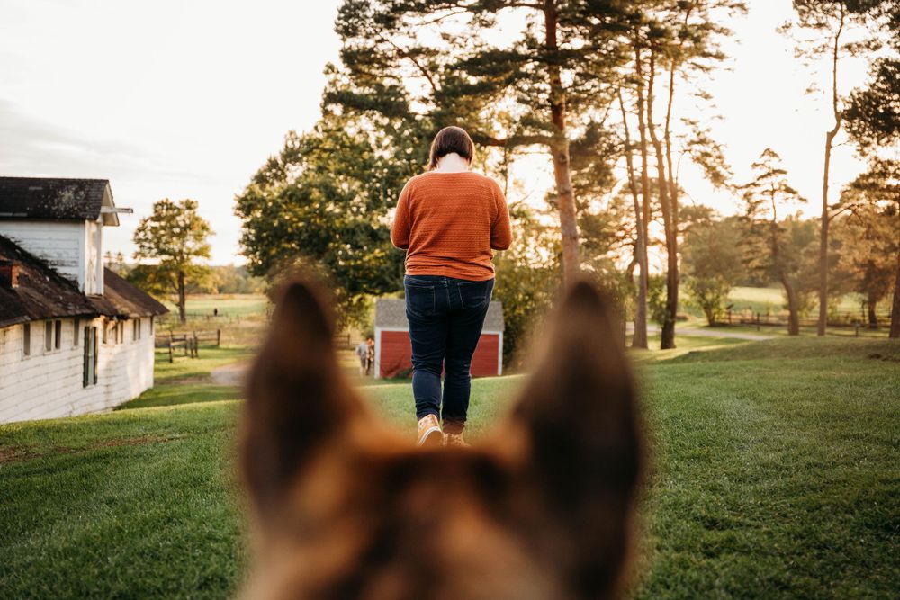 dog looking at owner