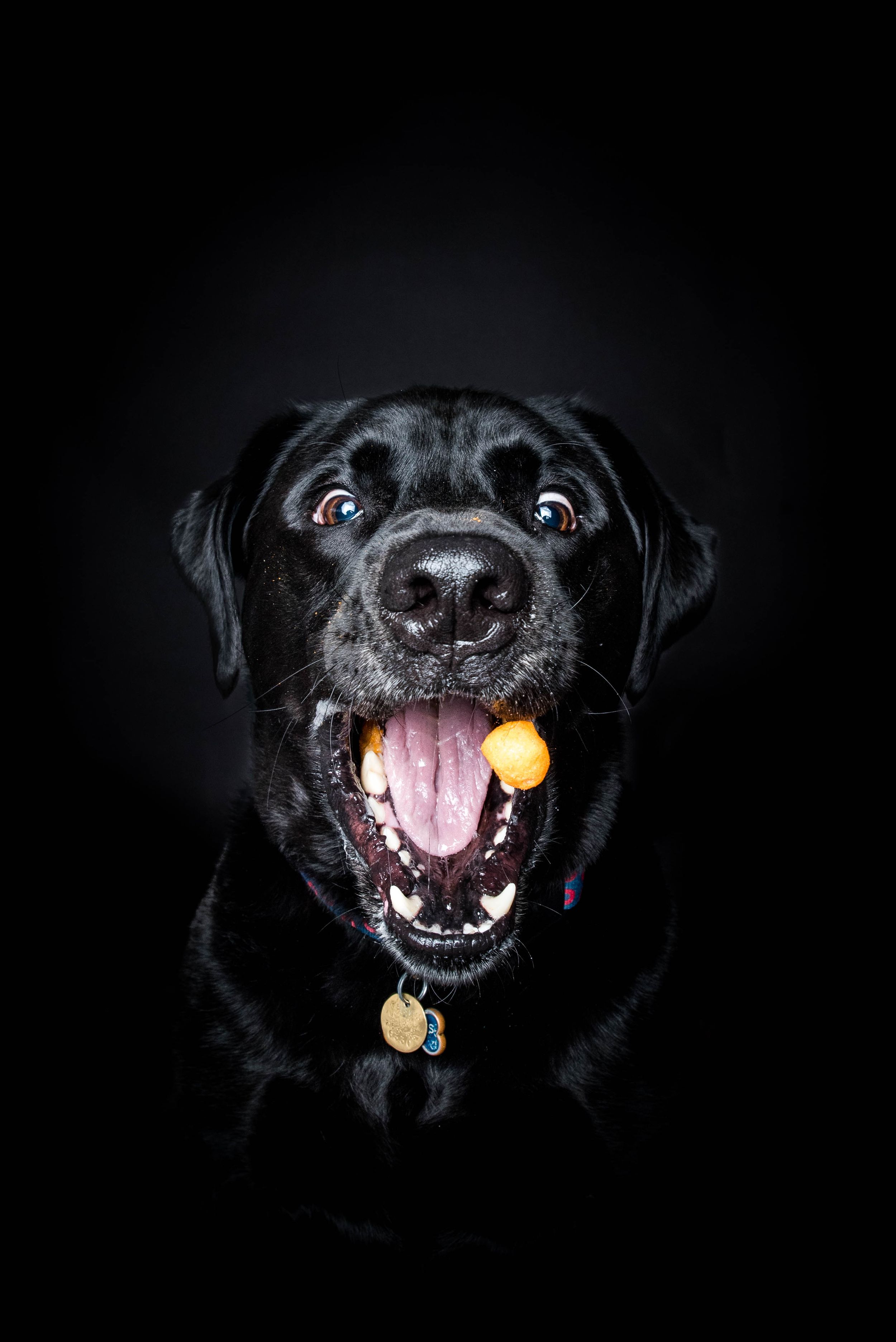 treat catching photoshoot in buffalo ny with a black lab
