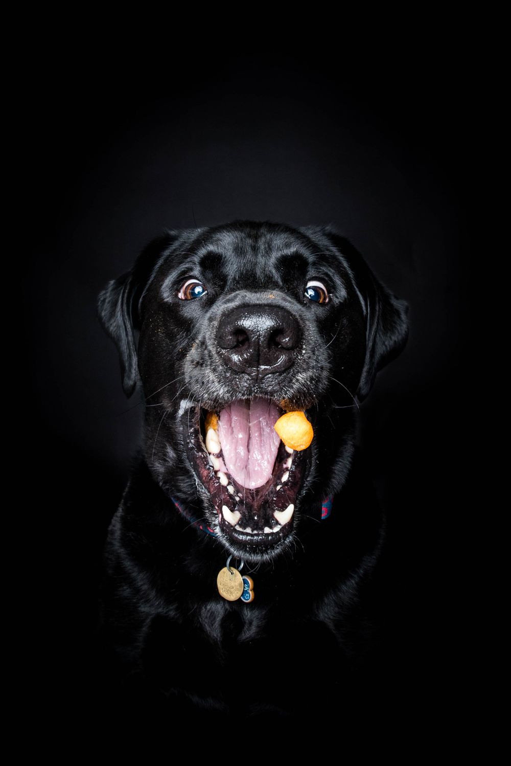treat catching photoshoot in buffalo ny with a black lab
