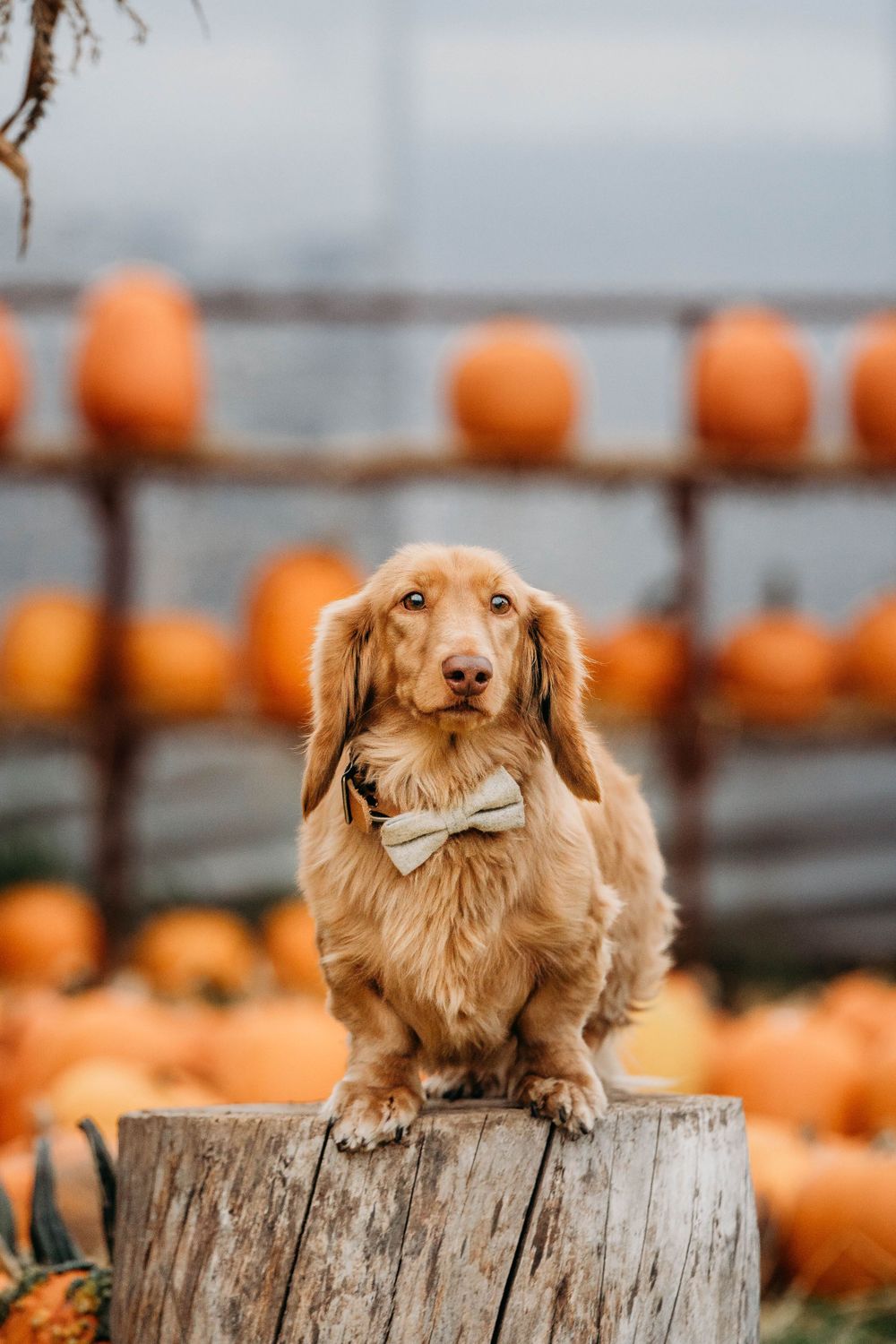dachshund wearing a bow tie for fall pet photo shoot