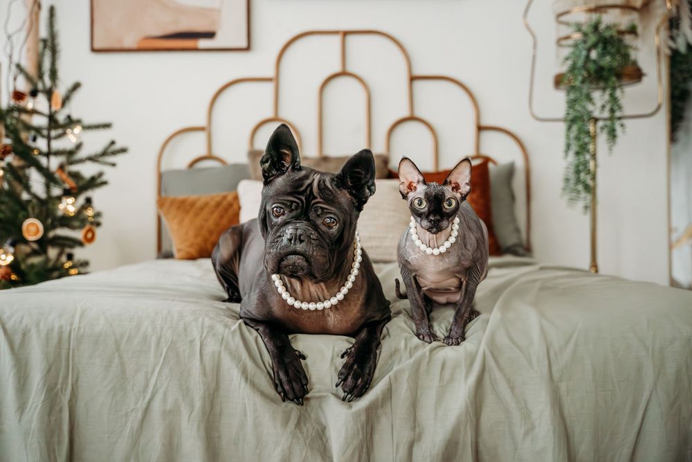 Two small dogs wearing pearl necklaces pose on a bed with an ornate gold headboard and Christmas tree.