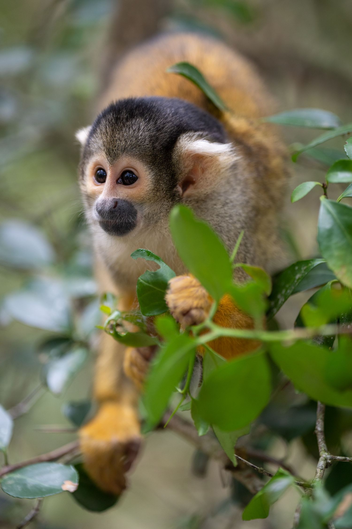 Close-up view of a squirrel monkey peeking through green leaves in natural habitat.