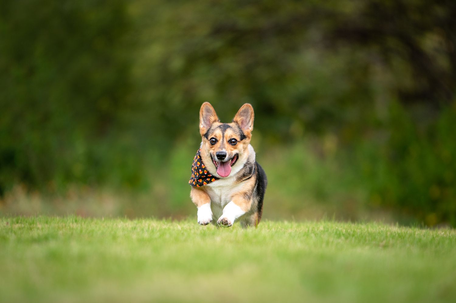 corgi running towards camera