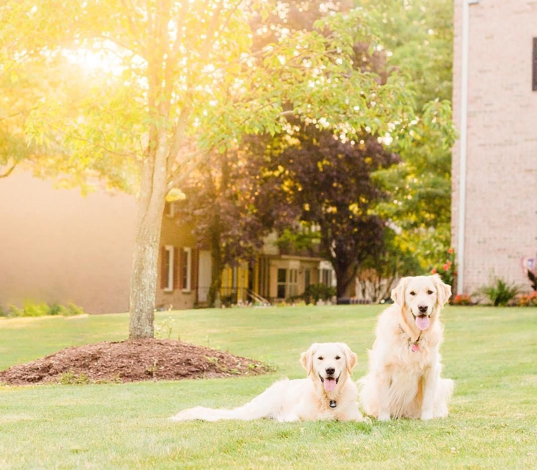 Two golden retrievers sitting together on a lawn at sunset with a warm glowing background.