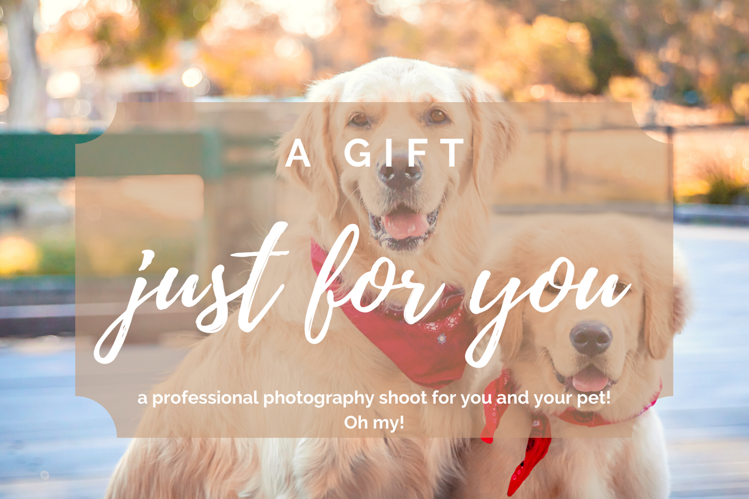 A photography giftcard featuring two Golden Retrievers. One fully grown and one puppy