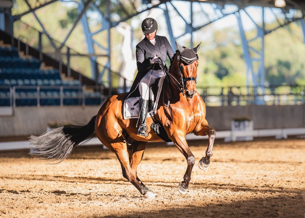 Dressage Horse Queensland